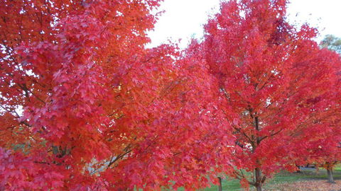 HEALESVILLE GETAWAY - Accommodation Brunswick Heads 0