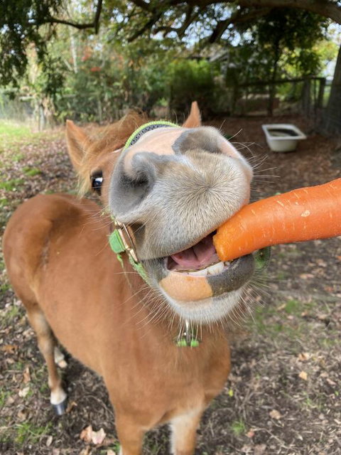 Kongwak Views - Accommodation Brunswick Heads 2