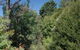 Leura Lady - thumb 3