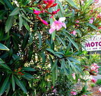 Mercury motor inn - Accommodation Brunswick Heads
