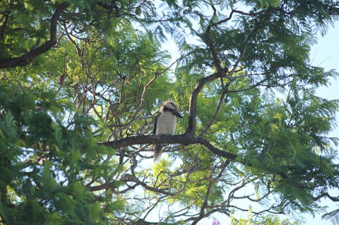 Jacaranda Hideaway Bed & Breakfast - Accommodation Brunswick Heads 0