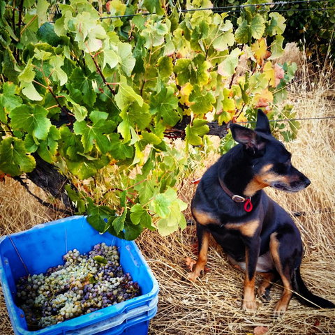 Hotham Ridge Estate - Accommodation Brunswick Heads 33