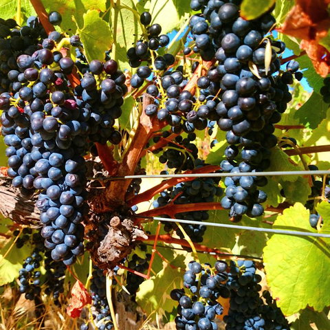 Hotham Ridge Estate - Accommodation Brunswick Heads 32