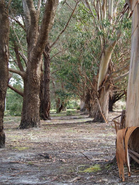 Riverside Retreat Chalets, Walpole - Accommodation Brunswick Heads 16
