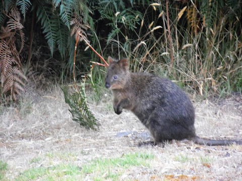Riverside Retreat Chalets, Walpole - Accommodation Brunswick Heads 22