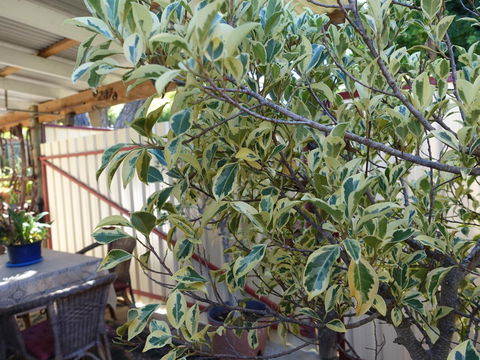 The Blacksmiths Cottage - Accommodation Brunswick Heads 21