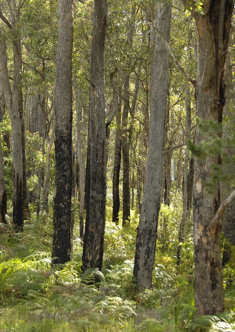 Margarets Forest - Accommodation Brunswick Heads 36