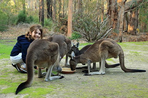 Yelverton Brook Conservation Sanctuary - Accommodation Brunswick Heads 5