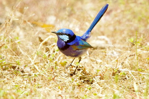 Yelverton Brook Conservation Sanctuary - Accommodation Brunswick Heads 23