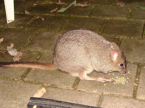 Yelverton Brook Conservation Sanctuary - Accommodation Brunswick Heads 37