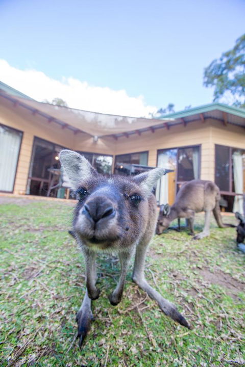 Yelverton Brook Conservation Sanctuary - Accommodation Brunswick Heads 17