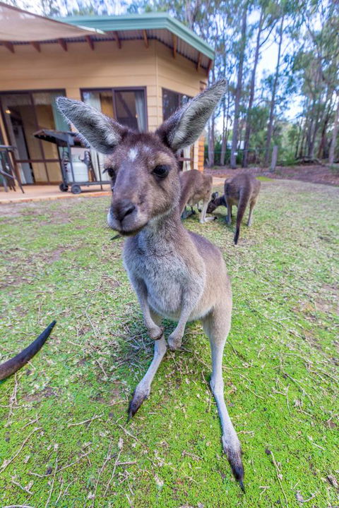 Yelverton Brook Conservation Sanctuary - Accommodation Brunswick Heads 0
