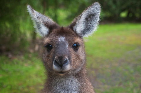 Yelverton Brook Conservation Sanctuary - Accommodation Brunswick Heads 25