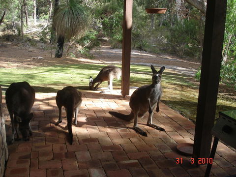 Yelverton Brook Conservation Sanctuary - Accommodation Brunswick Heads 22