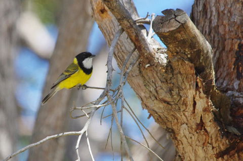 Yelverton Brook Conservation Sanctuary - Accommodation Brunswick Heads 35