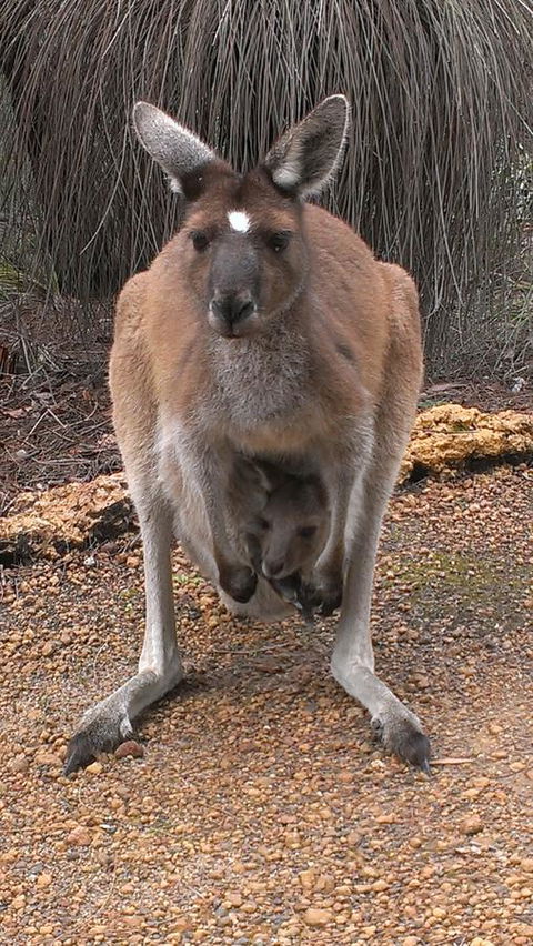 Yelverton Brook Conservation Sanctuary - Accommodation Brunswick Heads 27