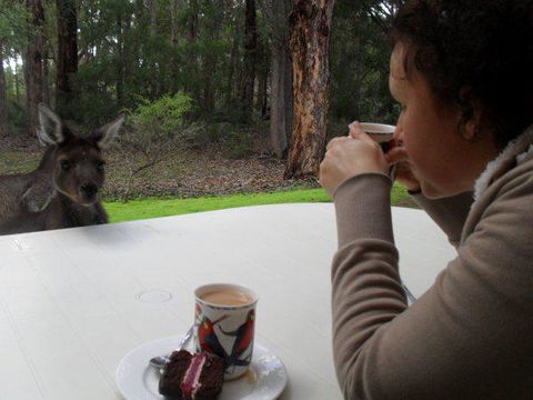 Yelverton Brook Conservation Sanctuary - Accommodation Brunswick Heads 44