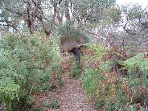 Yelverton Brook Conservation Sanctuary - Accommodation Brunswick Heads 41