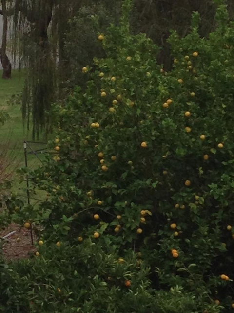 Bright & Beautiful Home On The Hills! - Accommodation Brunswick Heads 34