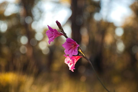 Amaroo Retreat & Spa - Accommodation Brunswick Heads 14