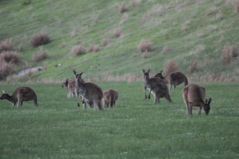 The Farmhouse - Accommodation Brunswick Heads 14