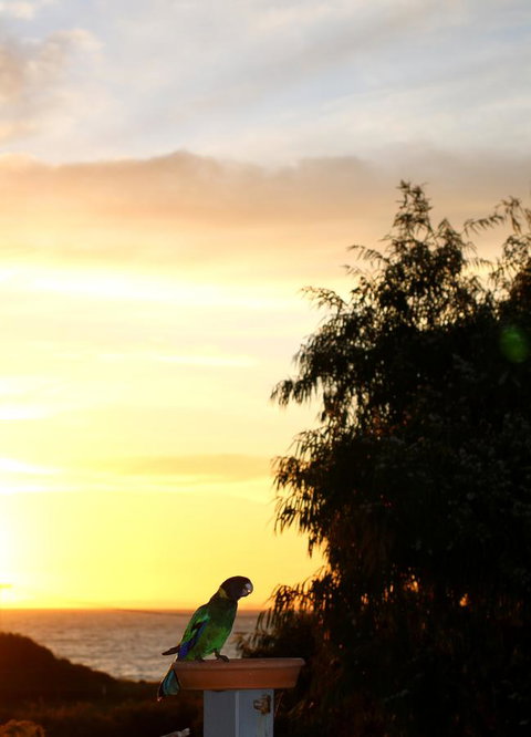 Peppy Beach Ocean Views - Accommodation Brunswick Heads 12