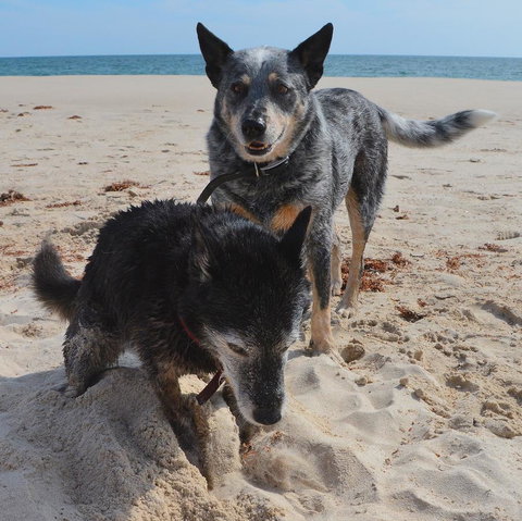 Peppy Beach Ocean Views - Accommodation Brunswick Heads 10