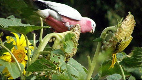 Bentwood Olive Grove Accommodation - Accommodation Brunswick Heads 19