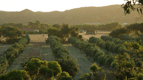 Bentwood Olive Grove Accommodation - Accommodation Brunswick Heads 20