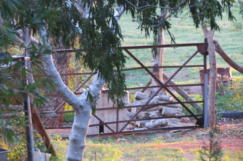 Bentwood Olive Grove Accommodation - Accommodation Brunswick Heads 25
