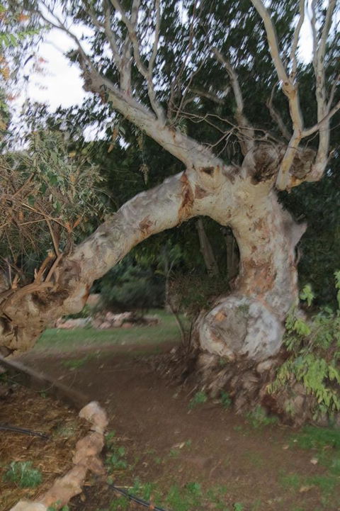 Bentwood Olive Grove Accommodation - Accommodation Brunswick Heads 22