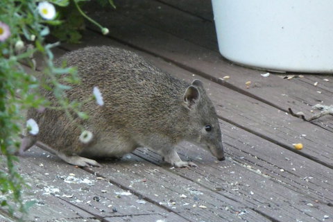 Treetops Cottage - Accommodation Brunswick Heads 3