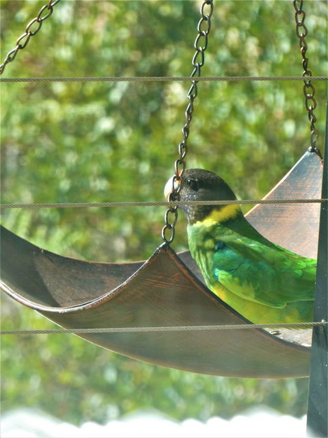 Treetops Cottage - Accommodation Brunswick Heads 29