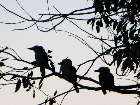 Treetops Cottage - Accommodation Brunswick Heads 31