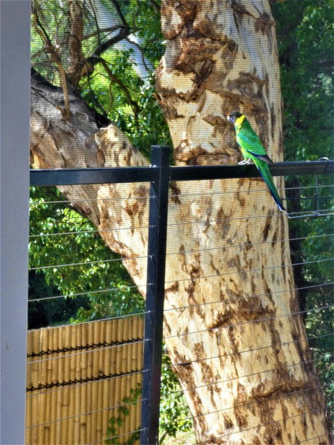 Treetops Cottage - Accommodation Brunswick Heads 27