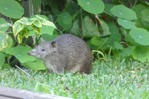 Treetops Cottage - Accommodation Brunswick Heads 25