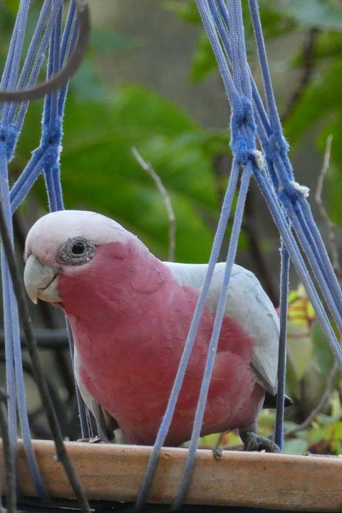 Treetops Cottage - Accommodation Brunswick Heads 23