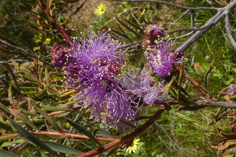 Treetops Cottage - Accommodation Brunswick Heads 33