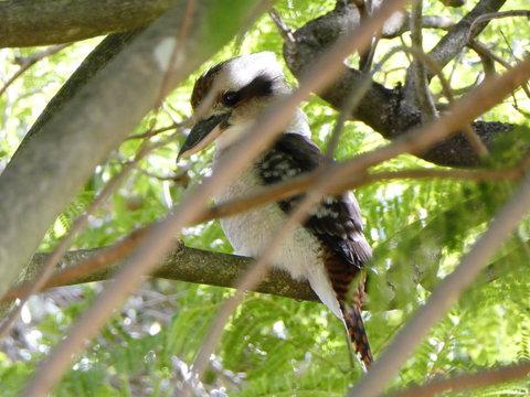 Treetops Cottage - Accommodation Brunswick Heads 32