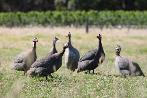 Windfall Estate Vineyard Cottage - Accommodation Brunswick Heads 27