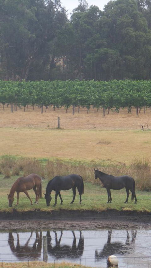 Windfall Estate Vineyard Cottage - Accommodation Brunswick Heads 26