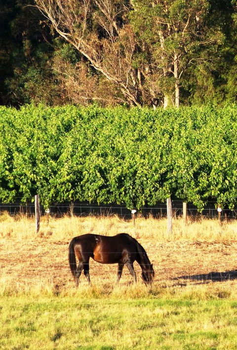 Windfall Estate Vineyard Cottage - Accommodation Brunswick Heads 18