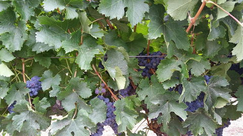 Windfall Estate Vineyard Cottage - Accommodation Brunswick Heads 29