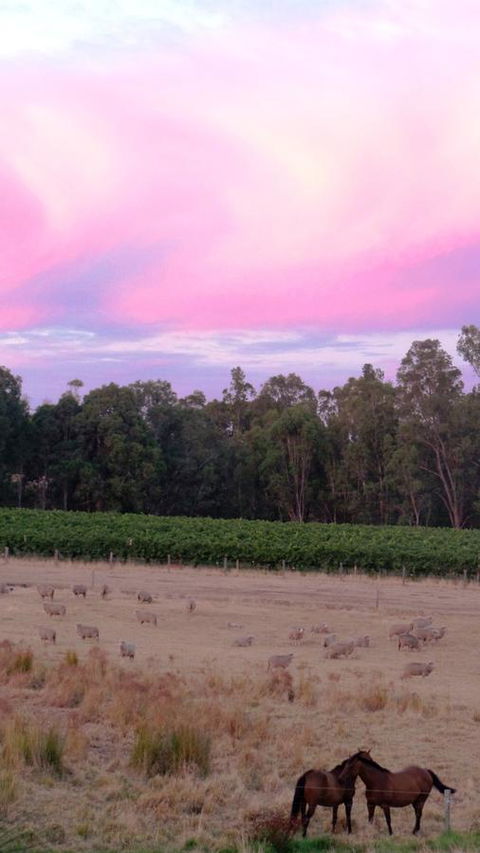 Windfall Estate Vineyard Cottage - Accommodation Brunswick Heads 25