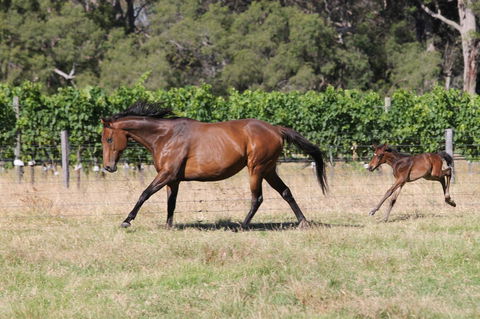 Windfall Estate Vineyard Cottage - Accommodation Brunswick Heads 17