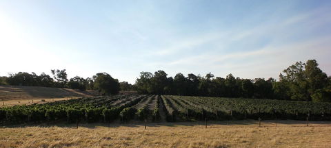 Windfall Estate Vineyard Cottage - Accommodation Brunswick Heads 28