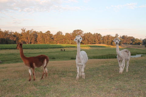Windfall Estate Vineyard Cottage - Accommodation Brunswick Heads 21