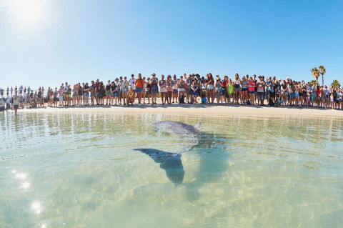 RAC Monkey Mia Dolphin Resort - Accommodation Brunswick Heads 3