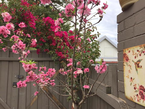 Garden Studio In Cottesloe - Accommodation Brunswick Heads 10