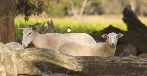 SilverSprings Spa Retreat Pet Friendly Cottages And Glampings - Accommodation Brunswick Heads 1
